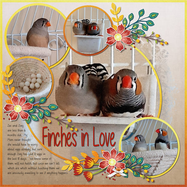 Finches in Love