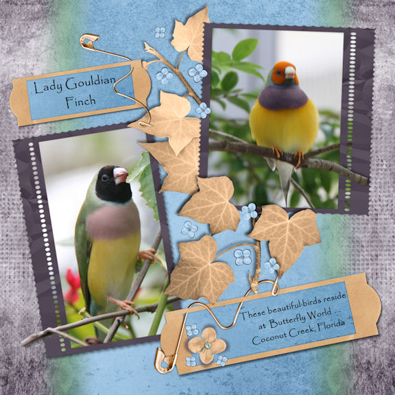 Finches