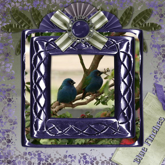 Finches