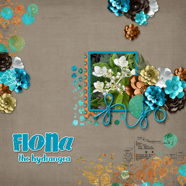 Fiona the Hydrangea