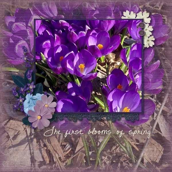 First Blooms of Spring