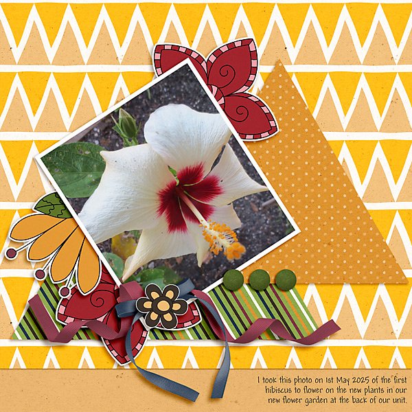 First Hibiscus