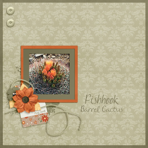Fishhook Barrel Cactus