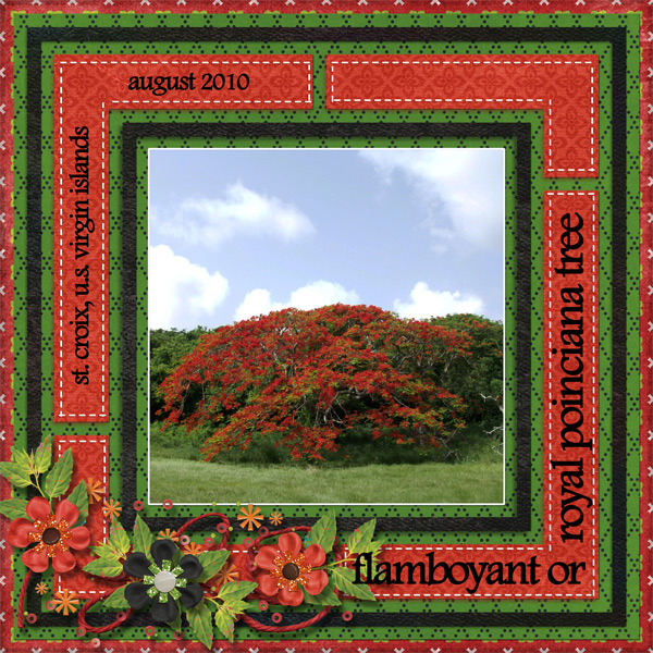 flamboyant or royal poinciana tree