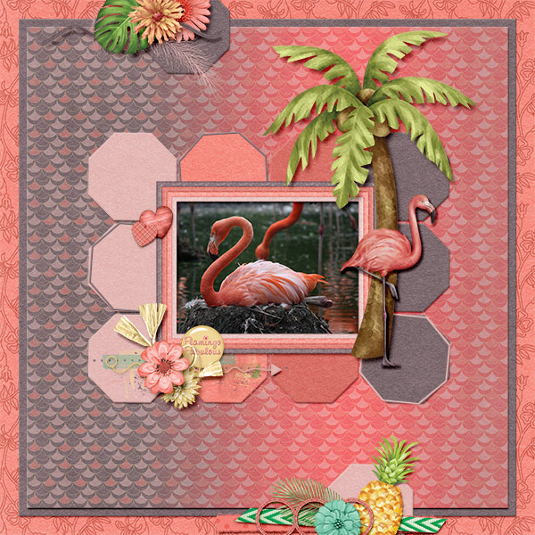 Flamingo breading