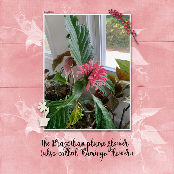 Flamingo Plant