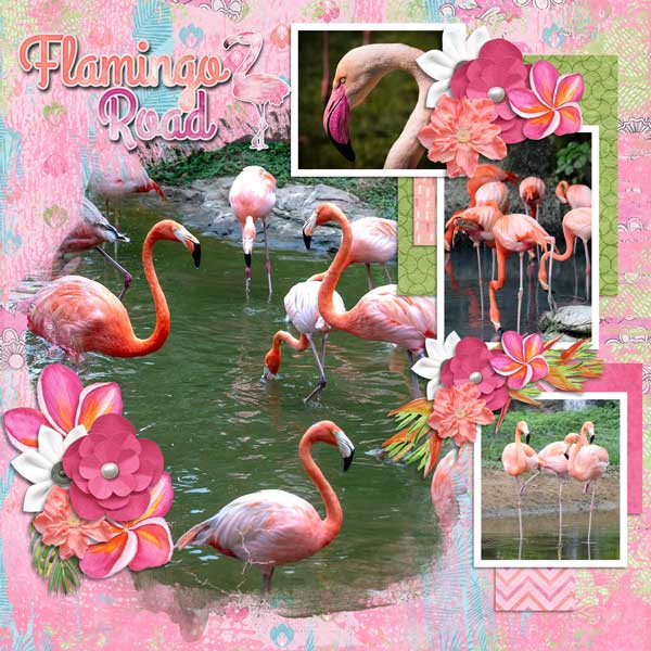 flamingo-road-aimee-h-Tinci