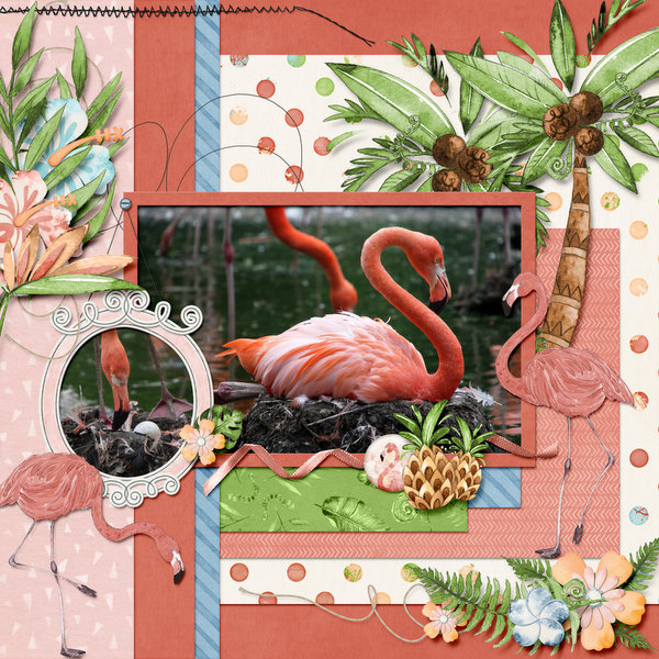Flamingo