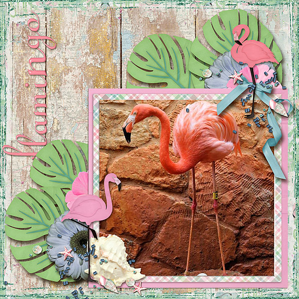 Flamingo