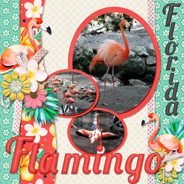Flamingo