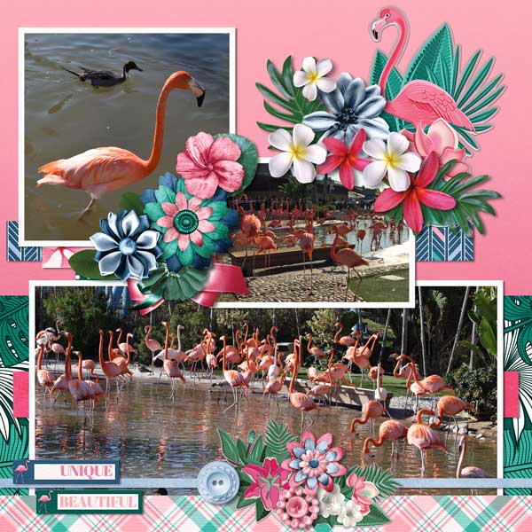 flamingo