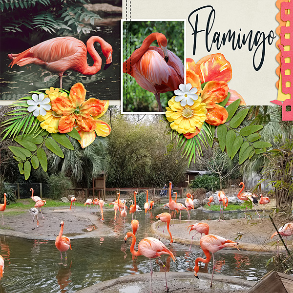 Flamingo