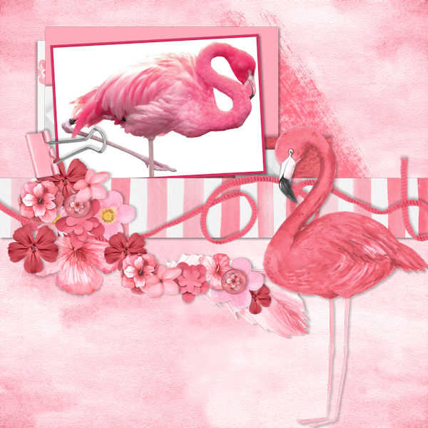 Flamingo
