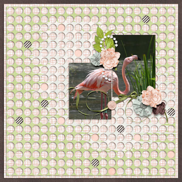Flamingo1
