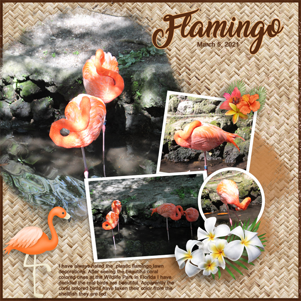 Flamingo6