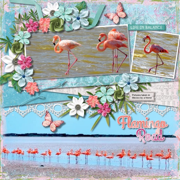 Flamingoes Galore