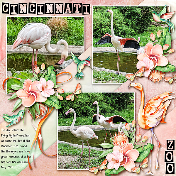 Flamingoes in Cincinnati