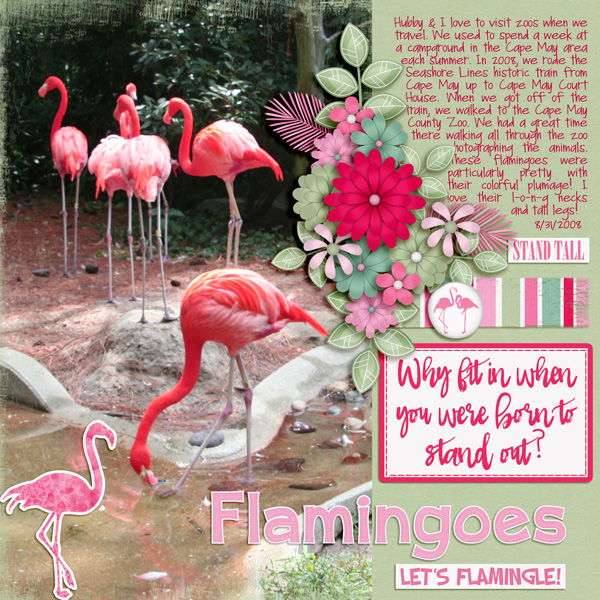 Flamingoes Let's Flamingle!