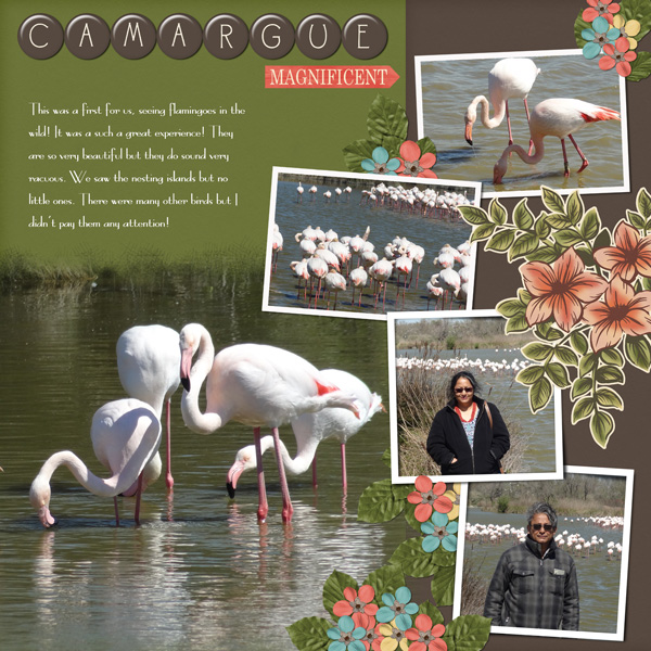 Flamingoes