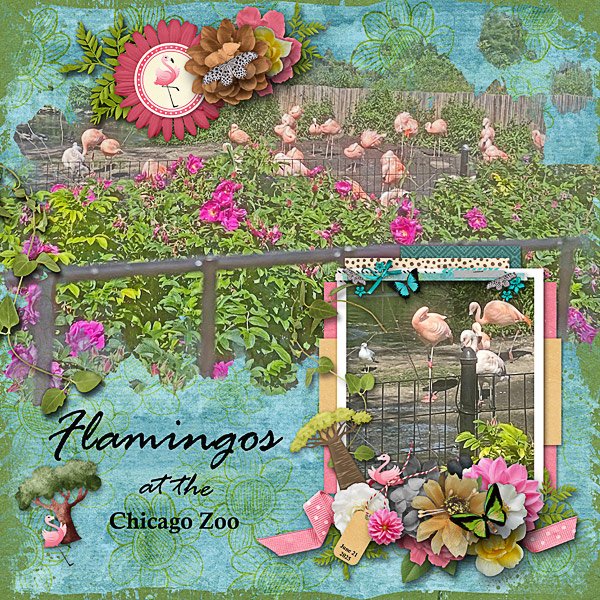 Flamingos at the Chicago Zoo