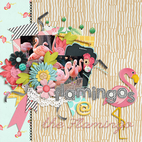 flamingos