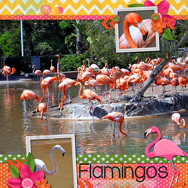 Flamingos