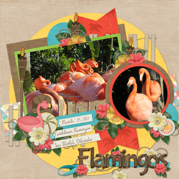 Flamingos
