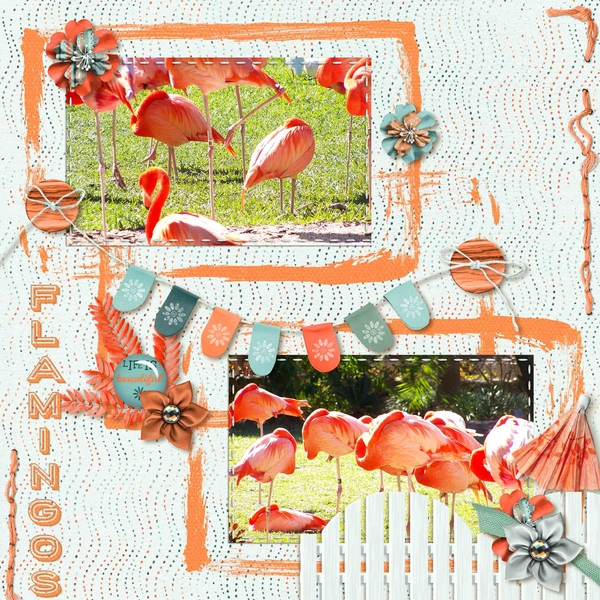 Flamingos