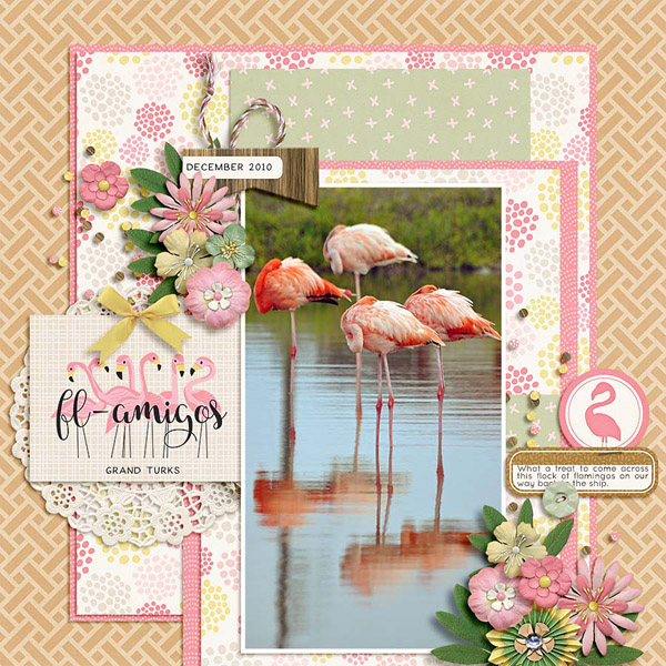flamingos