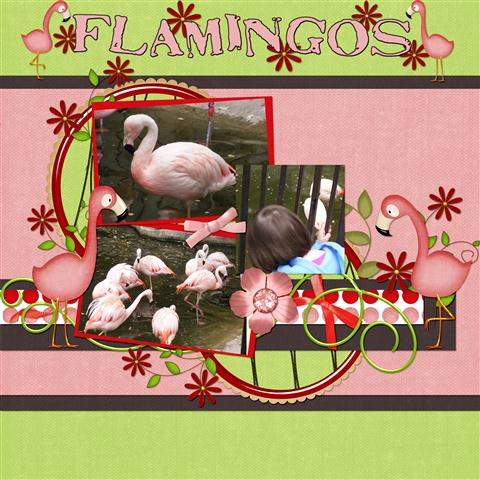 Flamingos