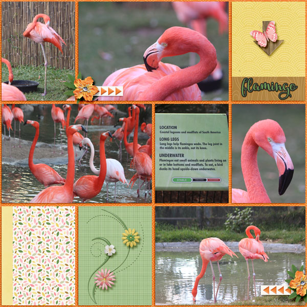 Flamingos