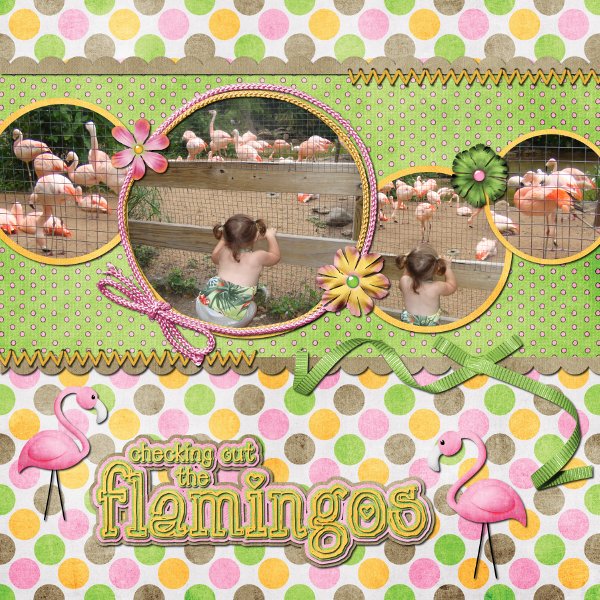 flamingos