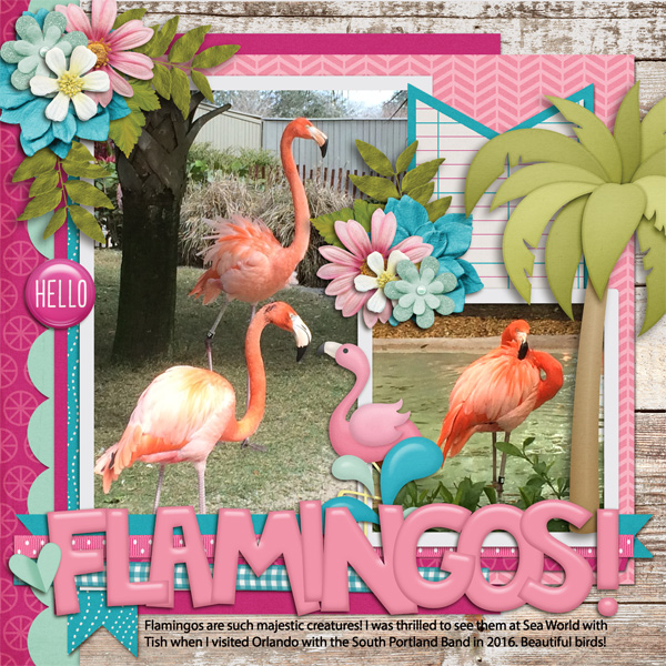 Flamingos!