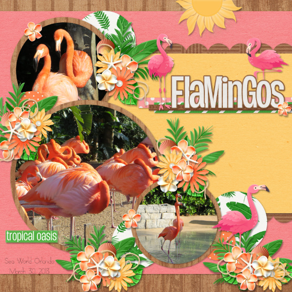 Flamingos
