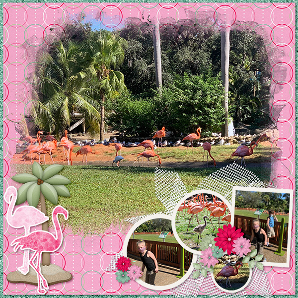 Flamingos