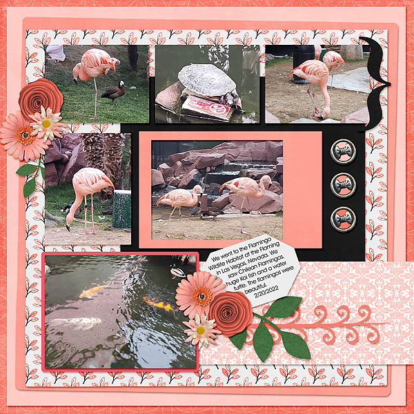 Flamingos