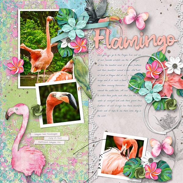 Flamingos