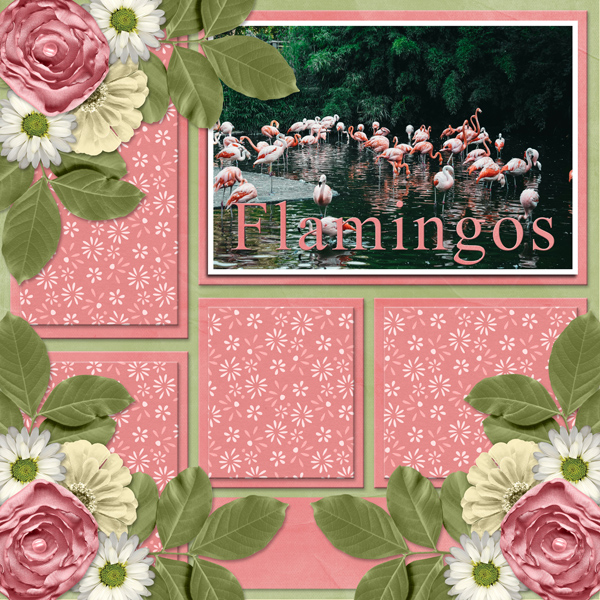 Flamingos