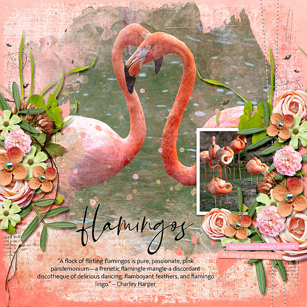 Flamingos