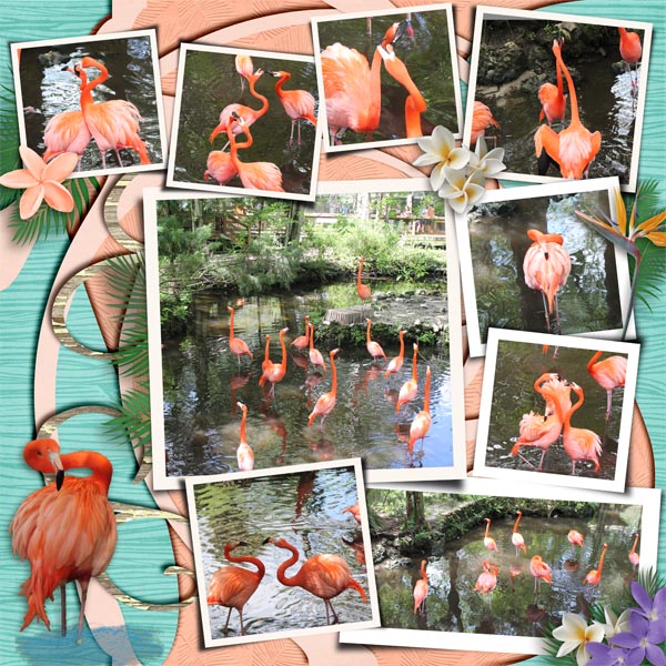 Flamingos_L