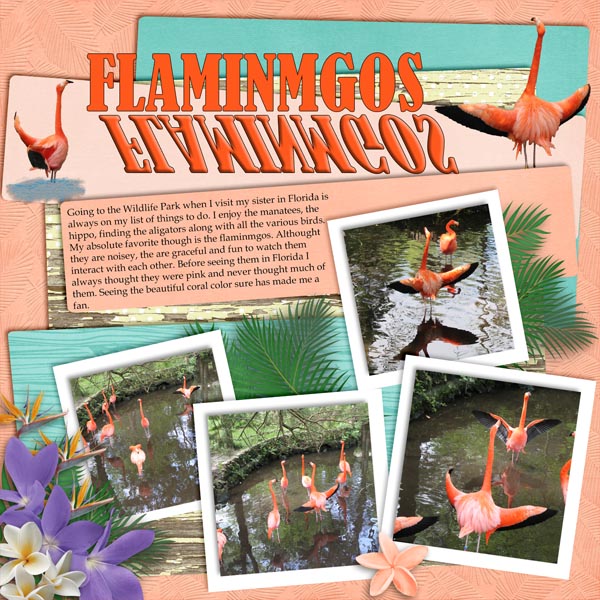 Flamingos_R