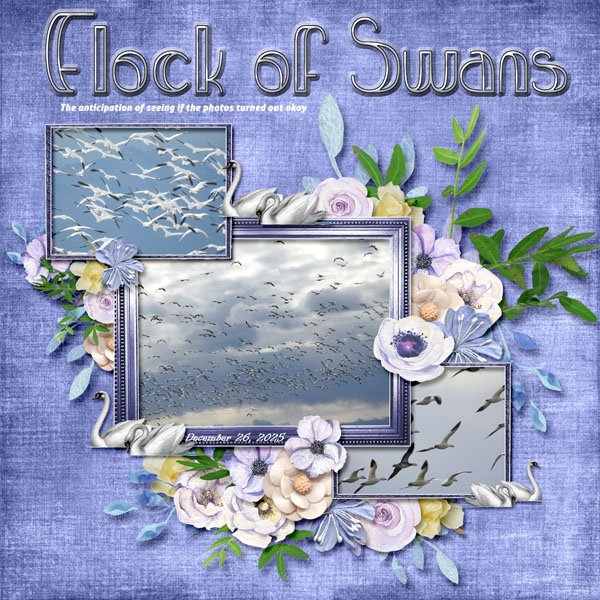 Flock of Swans small.jpg