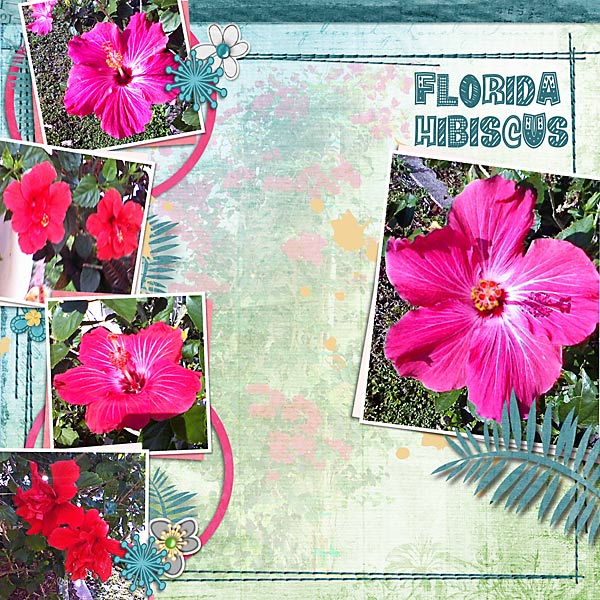 Florida Hibiscus