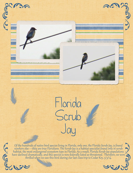 Florida Scrub Jay