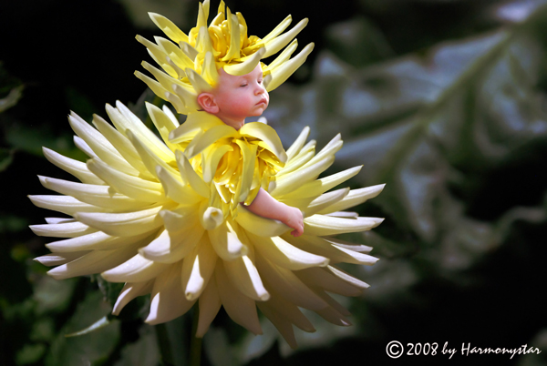 Flower Boy