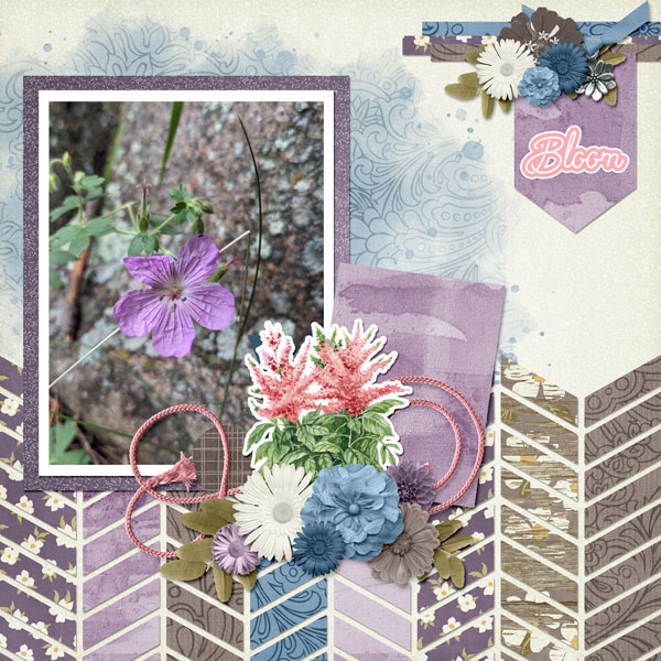 flower in the rocks