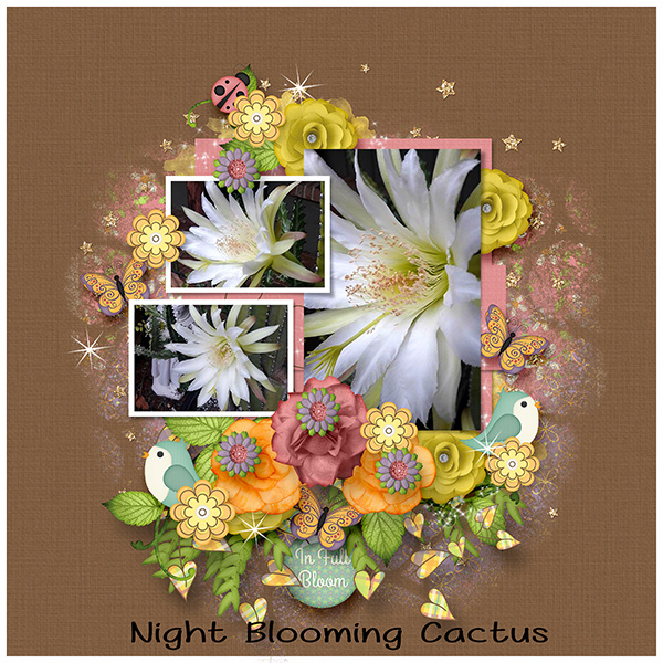 Flowering Cactus