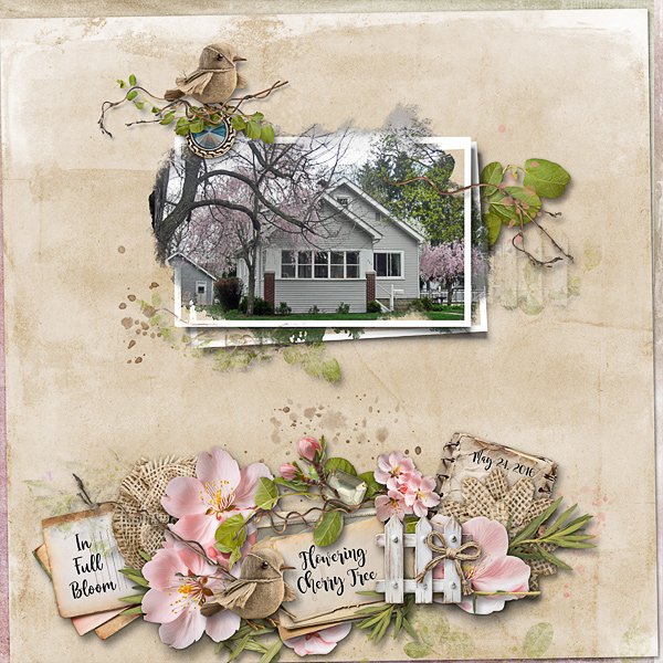Flowering Cherry Tree