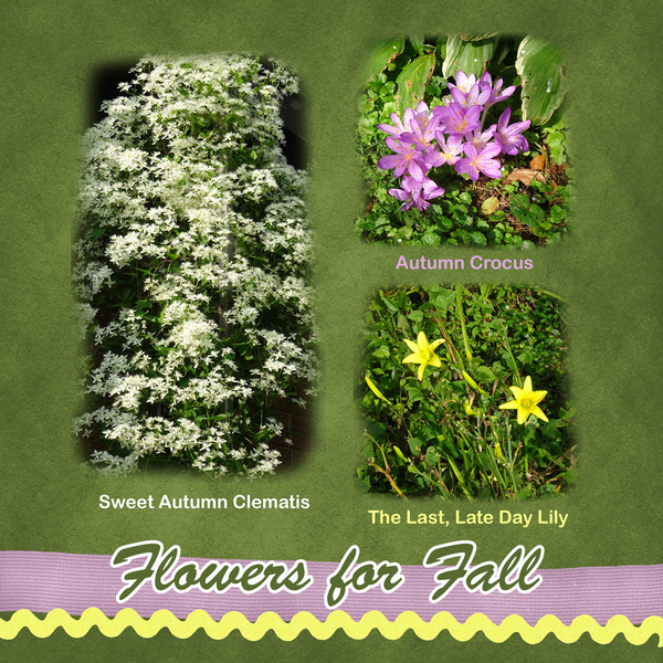 Flowers for Fall
