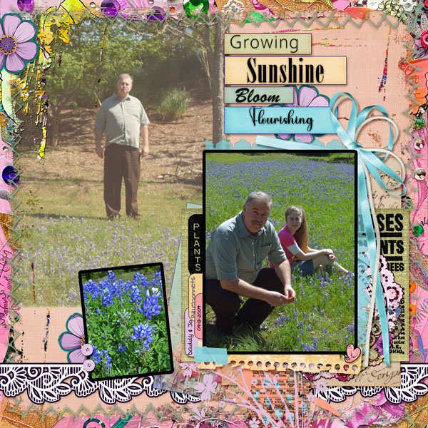 Flowers in the Sunshine